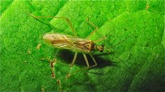 Odenwald-Wanze 1 (Dicyphus sp., Weichwanzen, Miridae). Danke, Dietrich!