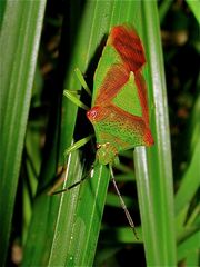 Odenwald-Wanze 2: Wipfel- oder Stachelwanze, Acanthosoma haemorrhoidale