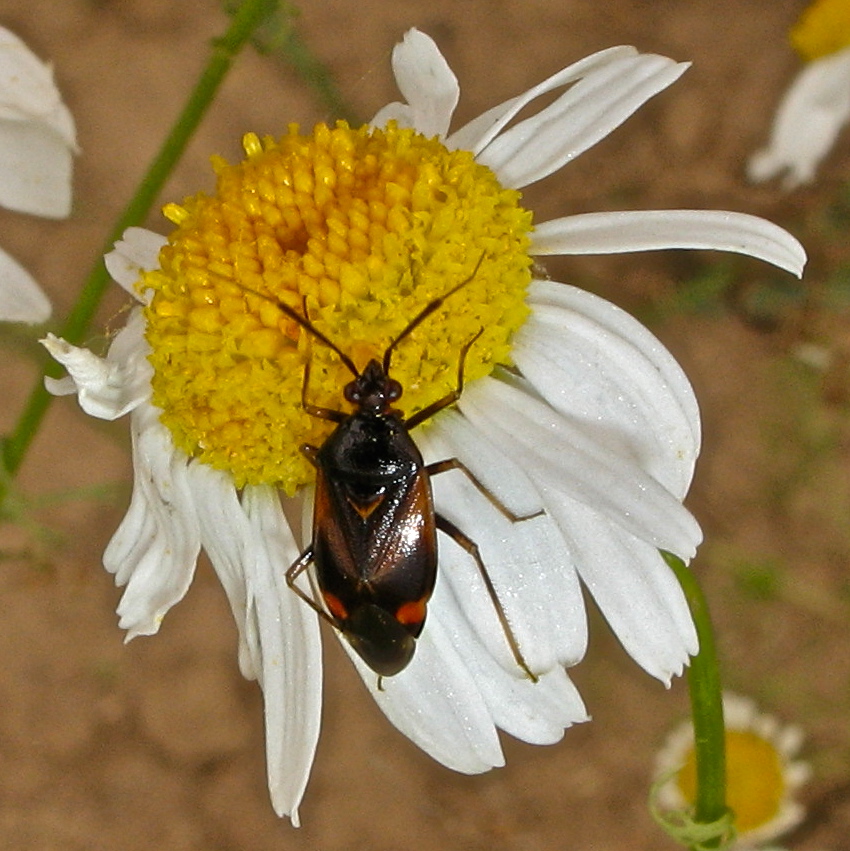 Odenwald-Wanze 4: Deraeocoris ruber - DETLEV BUG DANKE FÜRS BESTIMMEN !