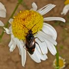 Odenwald-Wanze 4: Deraeocoris ruber - DETLEV BUG DANKE FÜRS BESTIMMEN !