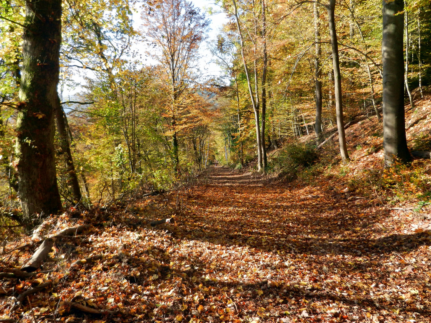 Odenwalder Herbst