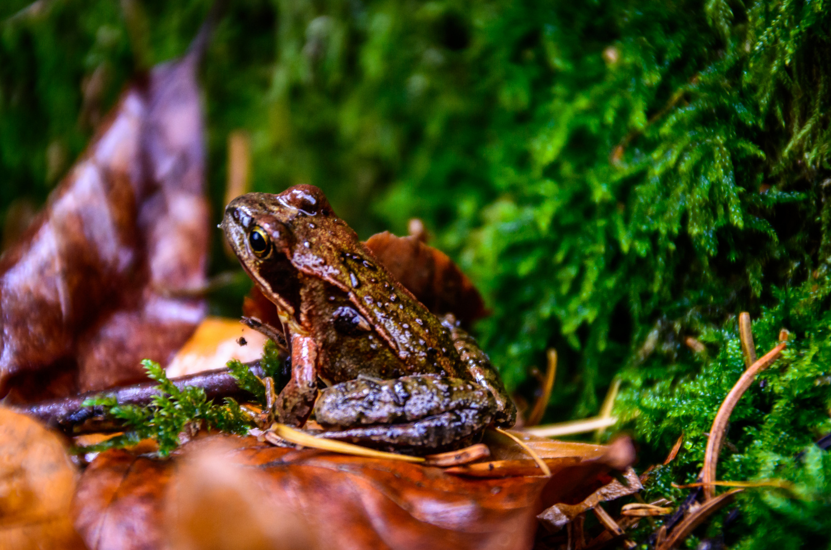 Odenwaldfrosch