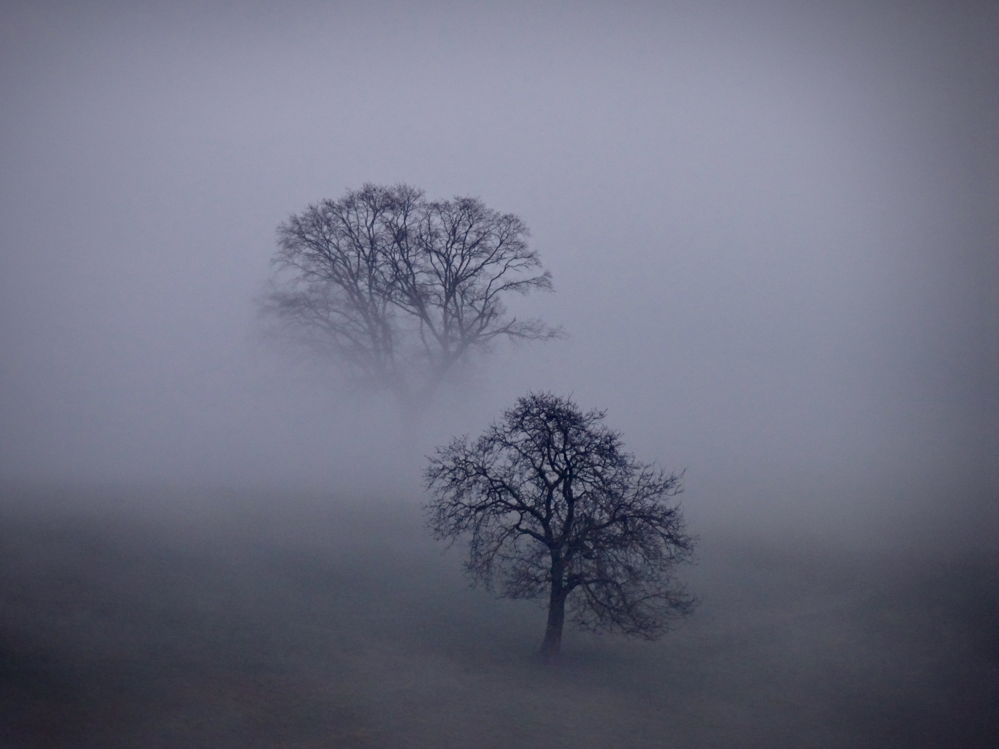 Odenwaldnebel - verschwindende Bäume