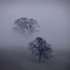 Odenwaldnebel - verschwindende Bäume