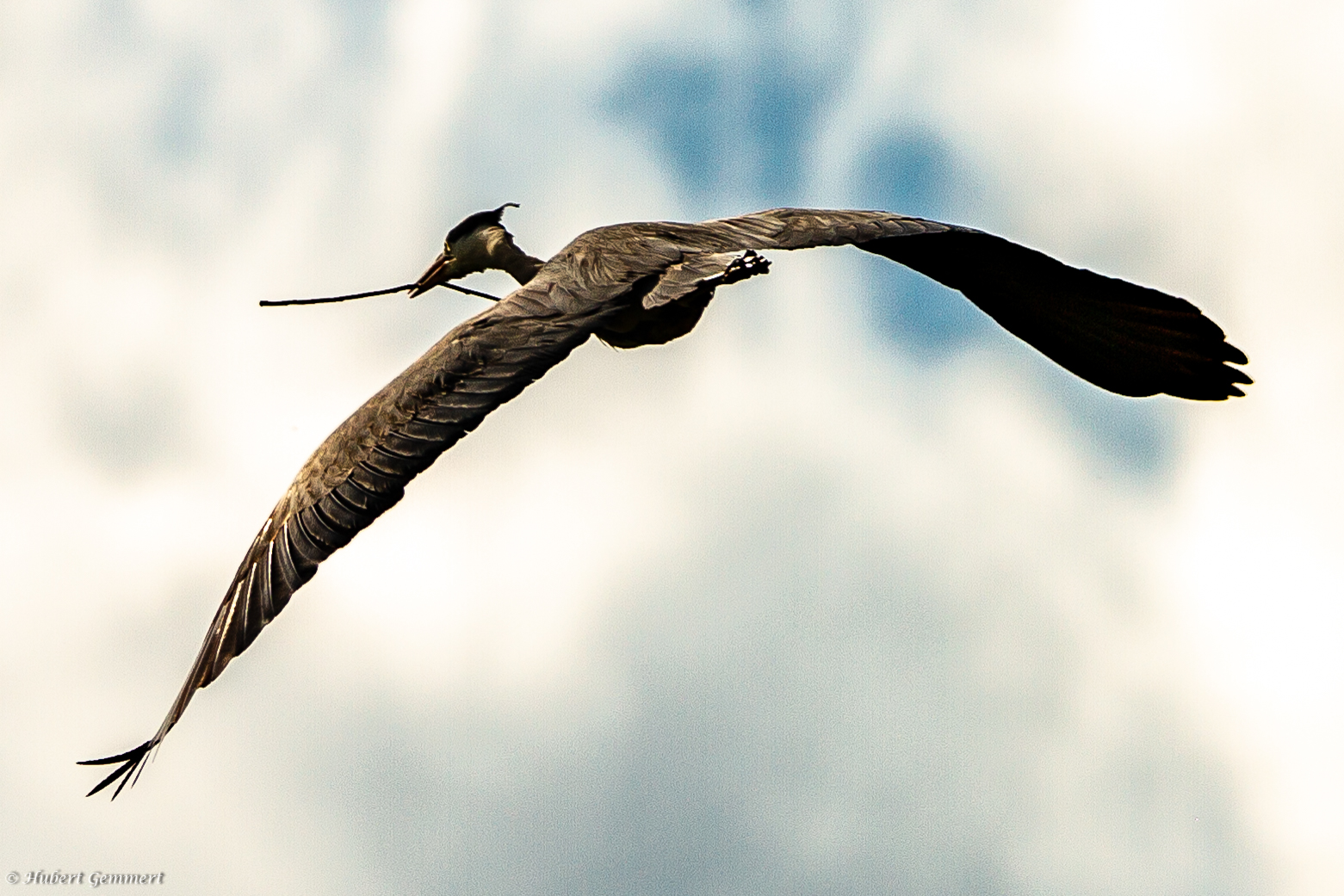 ... oder doch ein Flugsaurier