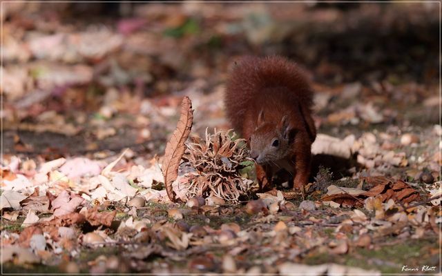 Oder doch lieber ziehen? - Or rather pull?