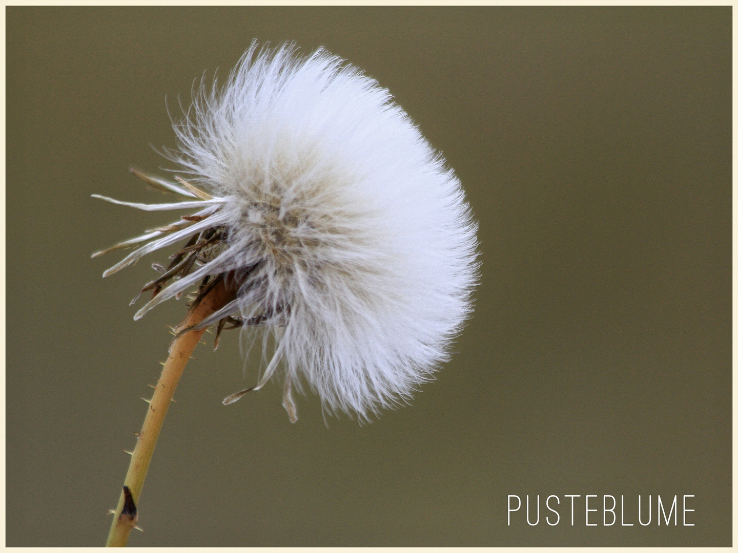 ... oder doch ne Distel?