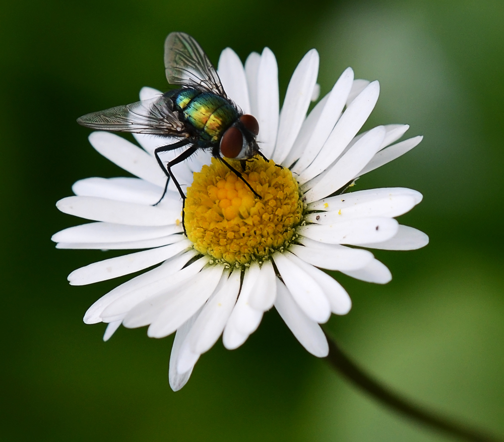 Oder doch nur die Fliege