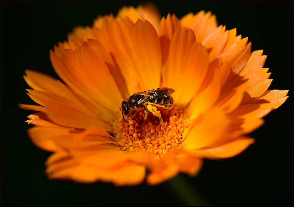 ..oder doch "Strohblumenorange"