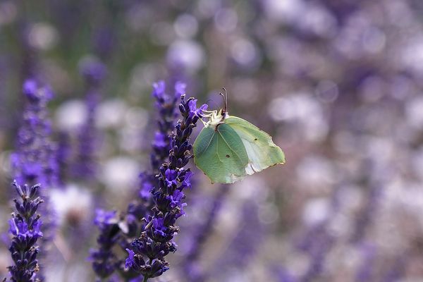 ... oder eher Limettenfalter?