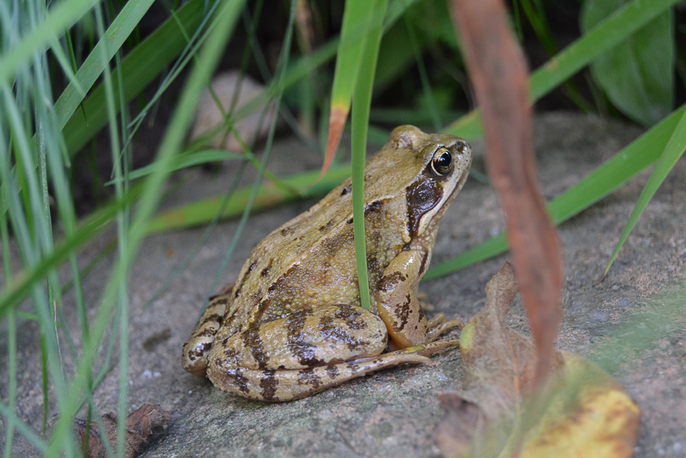 Oder ist er vielleicht der Froschkönig?