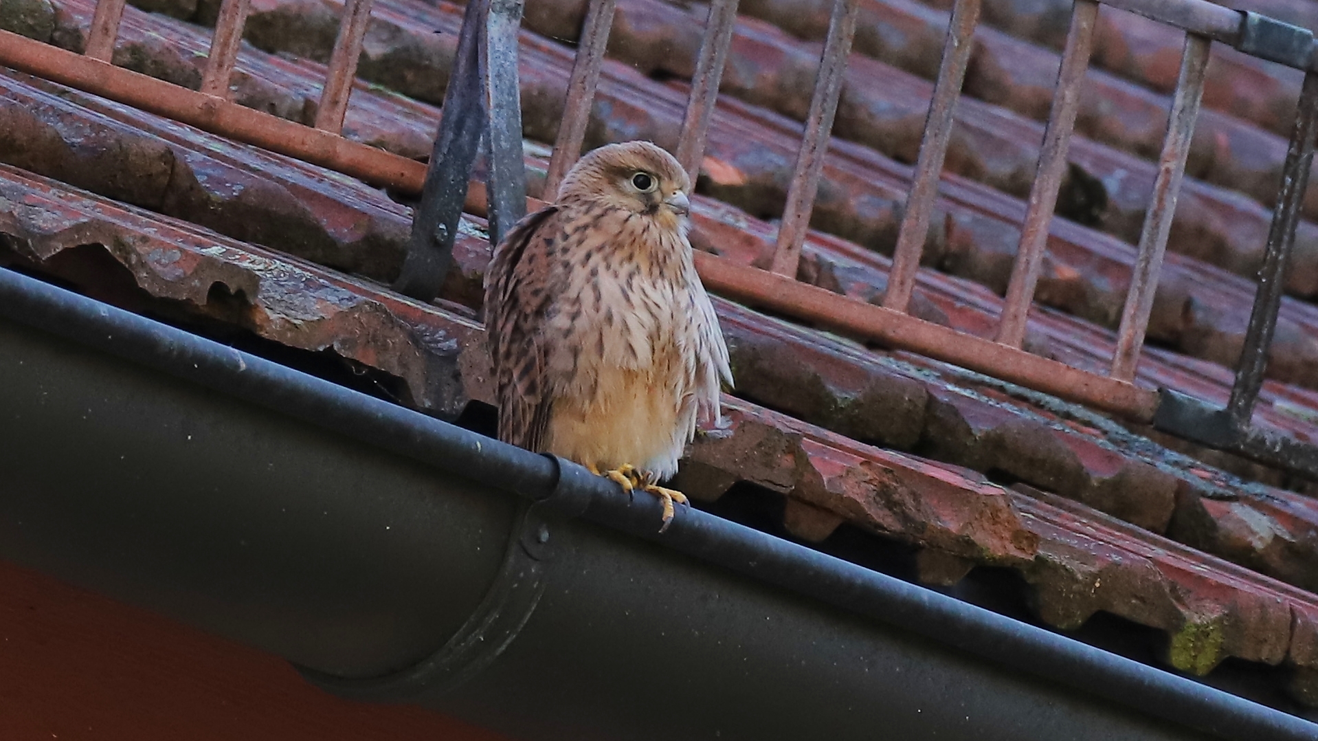 Oder man sitzt einfach nur rum (2019_06_28_EOS 6D Mark II_4432_ji)