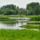 Oder-Neiße-Radweg.19 < Wiesenblick vom Deich >