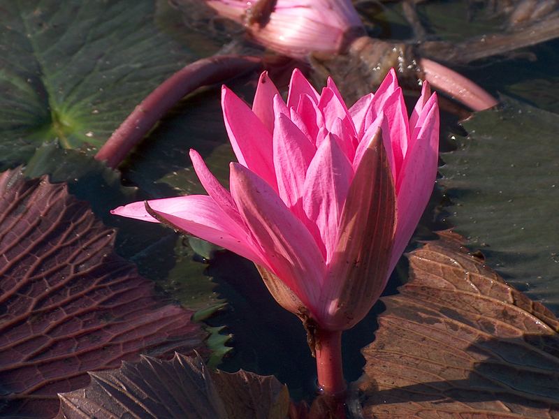 oder sind es Lotusblumen?