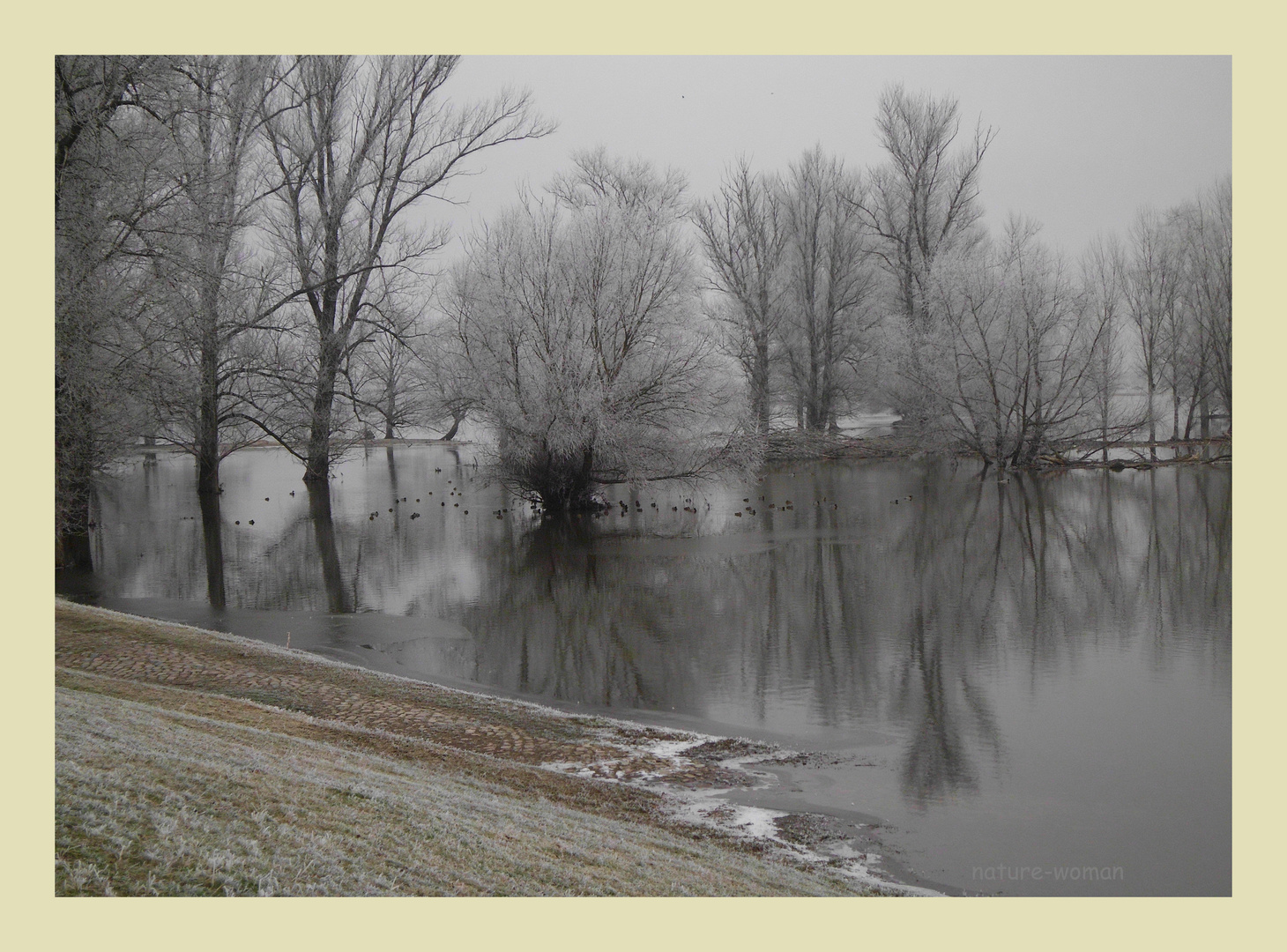 Oderauen im Januar