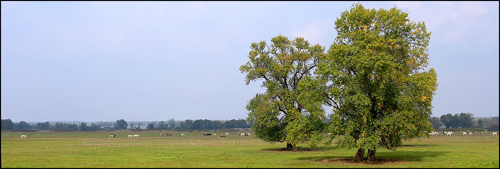 Oderbruch