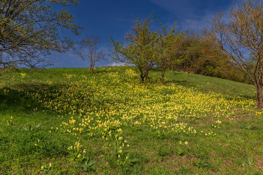 Oderhang voller Wiesen-Schlüsselblumen