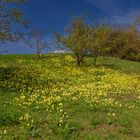 Oderhang voller Wiesen-Schlüsselblumen