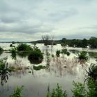 Oderhochwasser