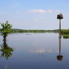 Oderhochwasser