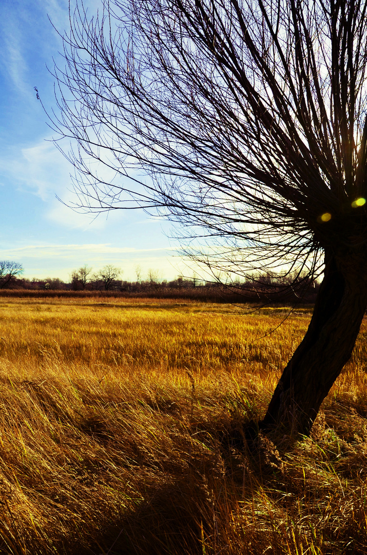 Oderlandschaft