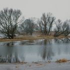 Oderpolder in Schwedt