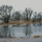 Oderpolder in Schwedt