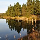 Oderteich / Harz