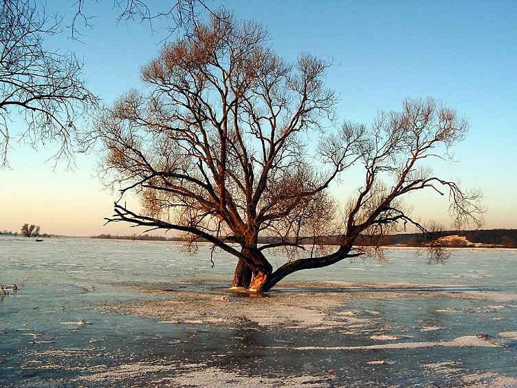 Odervorwiesen bei -20°C Bild 2