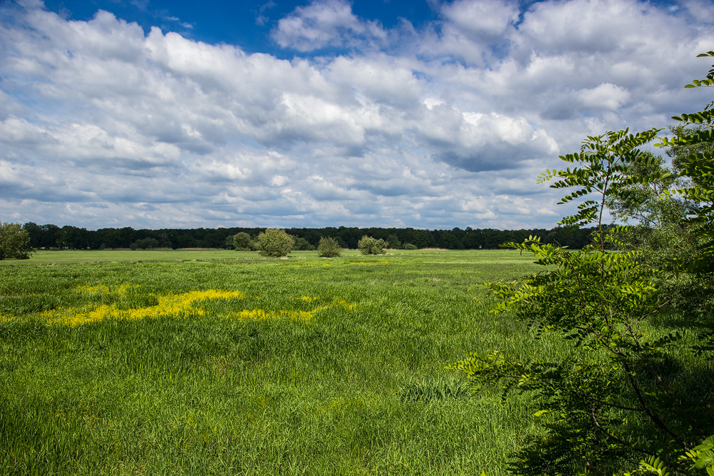 Oderwiesen am Eichwald