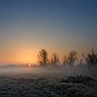 Oderwiesen im Morgennebel