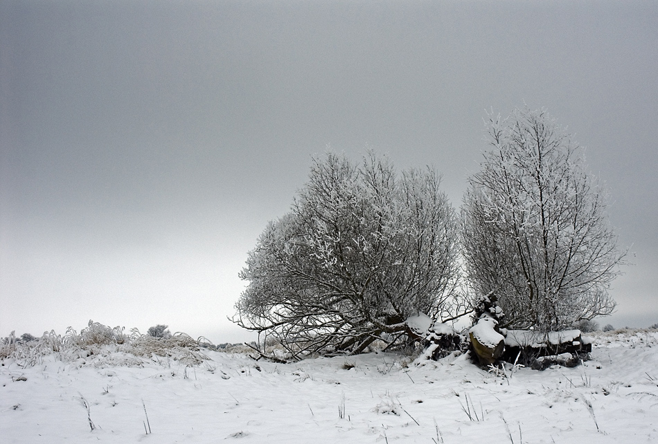 Oderwiesenwinter..