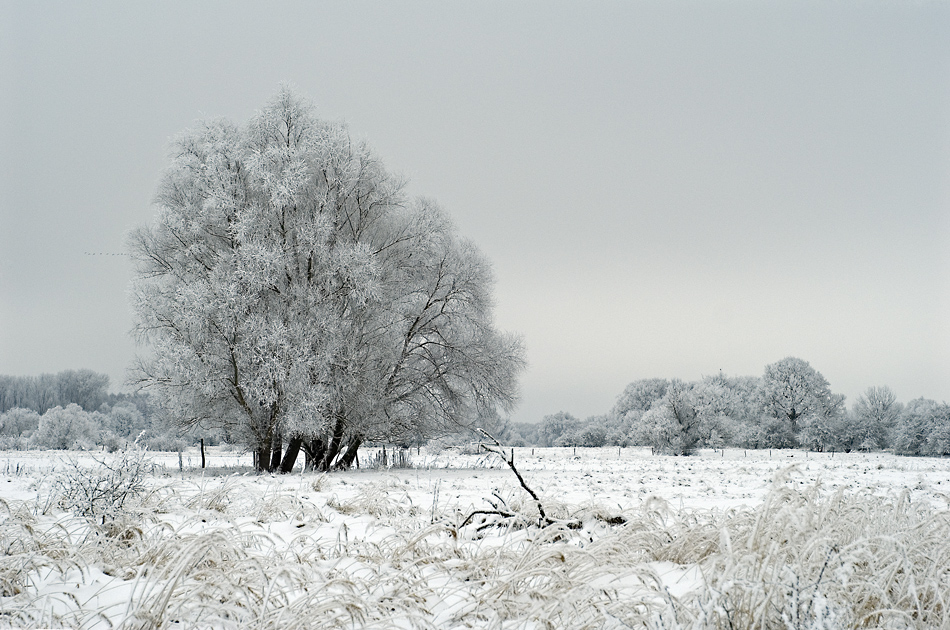 Oderwiesenwinter.