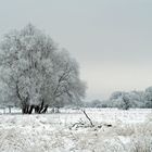 Oderwiesenwinter.