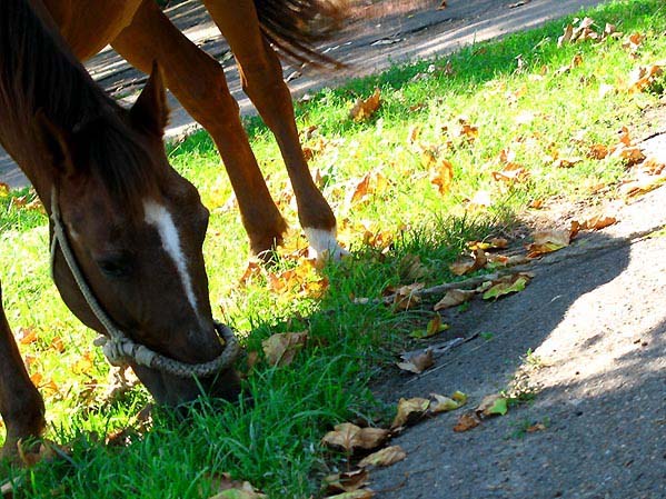 Odessa. Shevchenko Park. The Result of Grooming this Horse. With my Camera