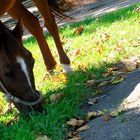 Odessa. Shevchenko Park. The Result of Grooming this Horse. With my Camera