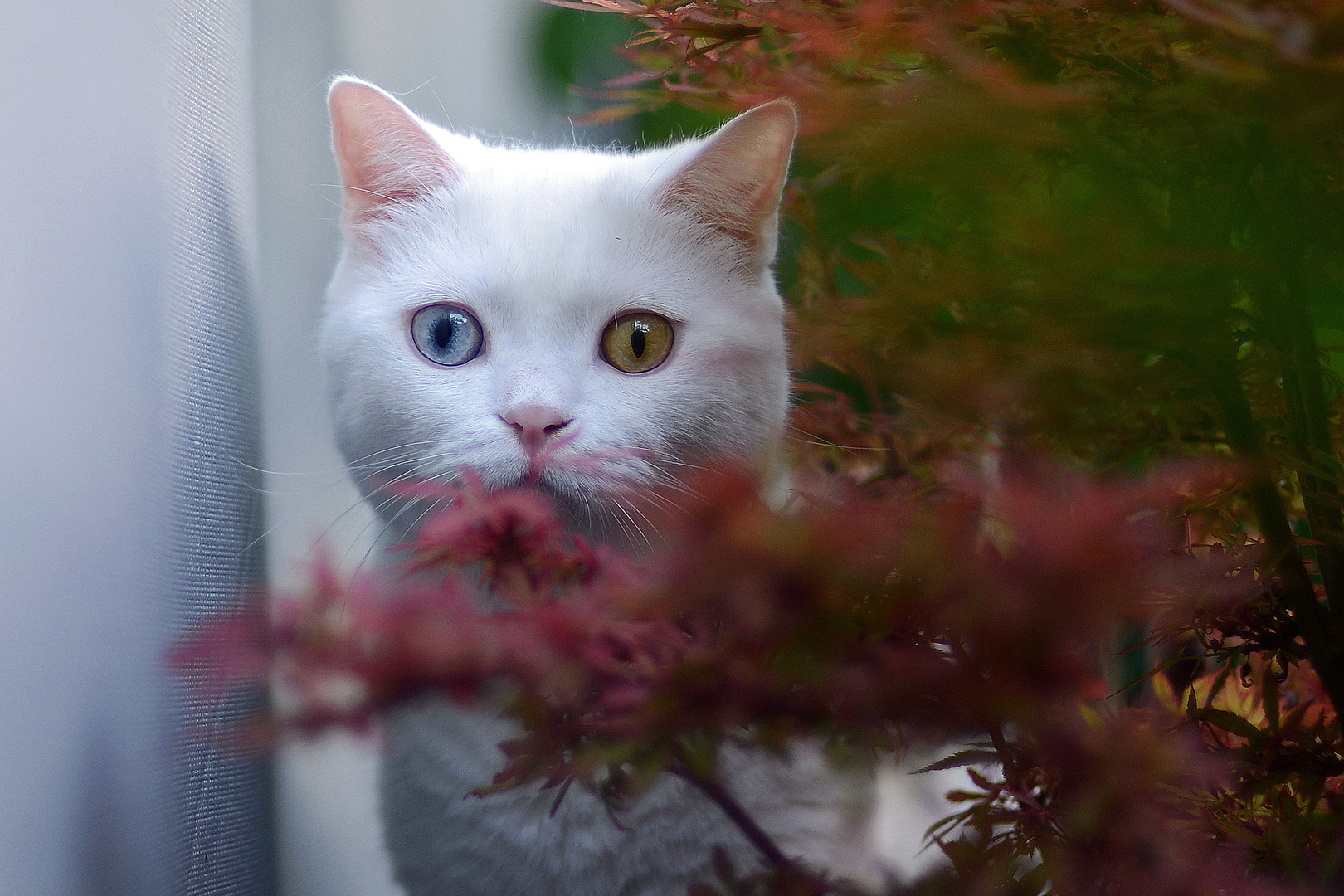 ODI - ich liebe seinen Blick