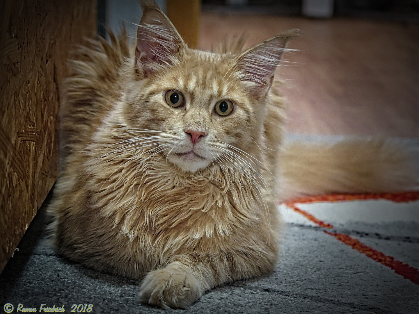 Odin (1 von 1) Foto & Bild tiere, haustiere, katzen Bilder auf