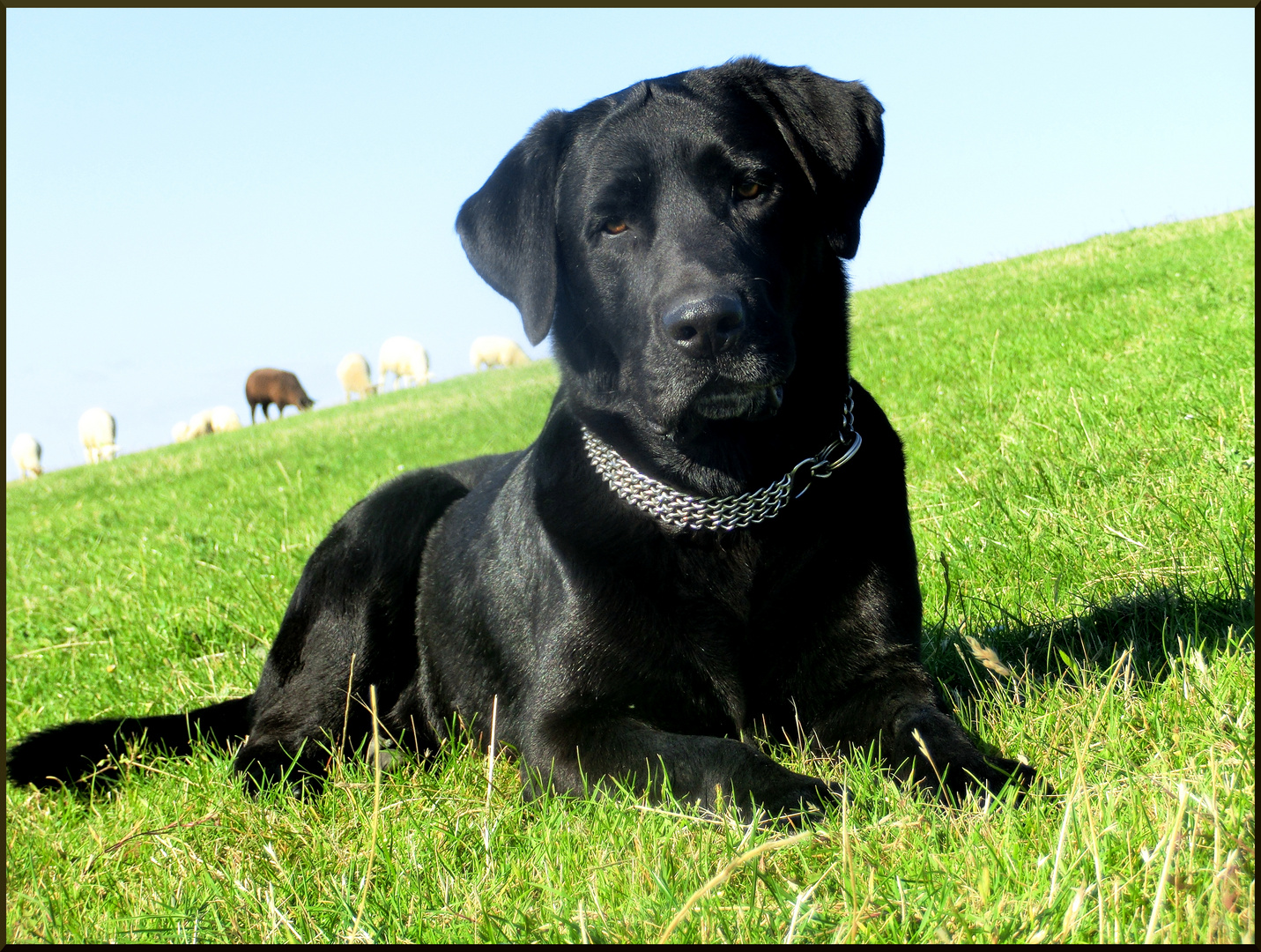 Odin an der Nordsee