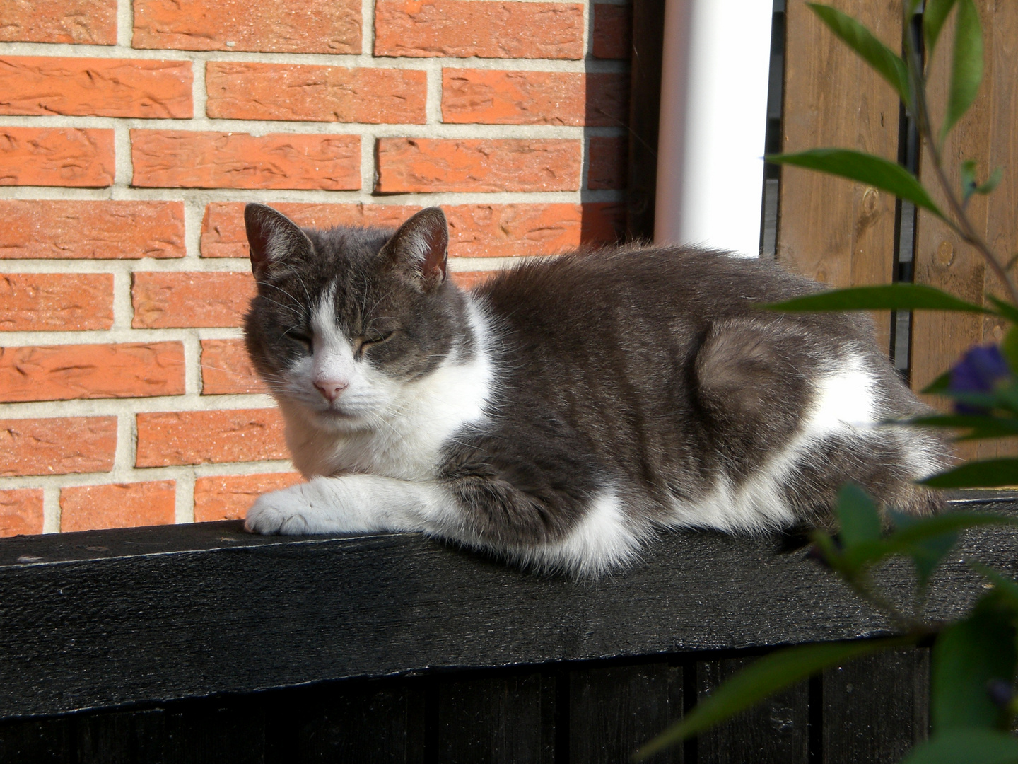 odin beim chillen