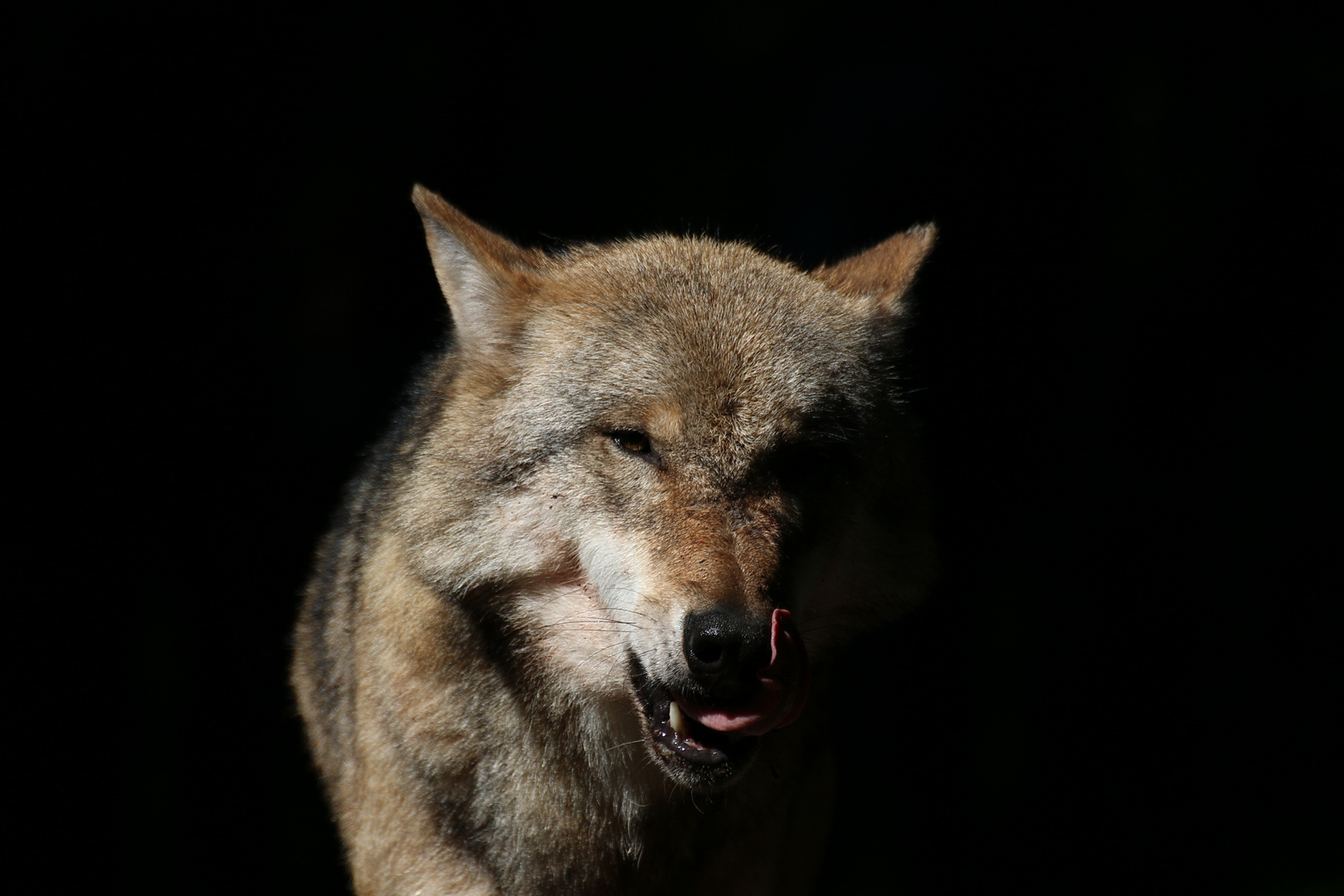 Odin der europäische Grauwolf ( Canis lupus )