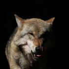 Odin der europäische Grauwolf ( Canis lupus )