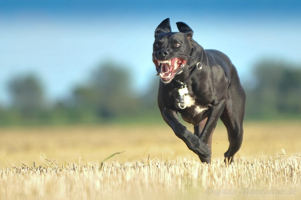 HГ¶llenhunde HГ¶llenhunde