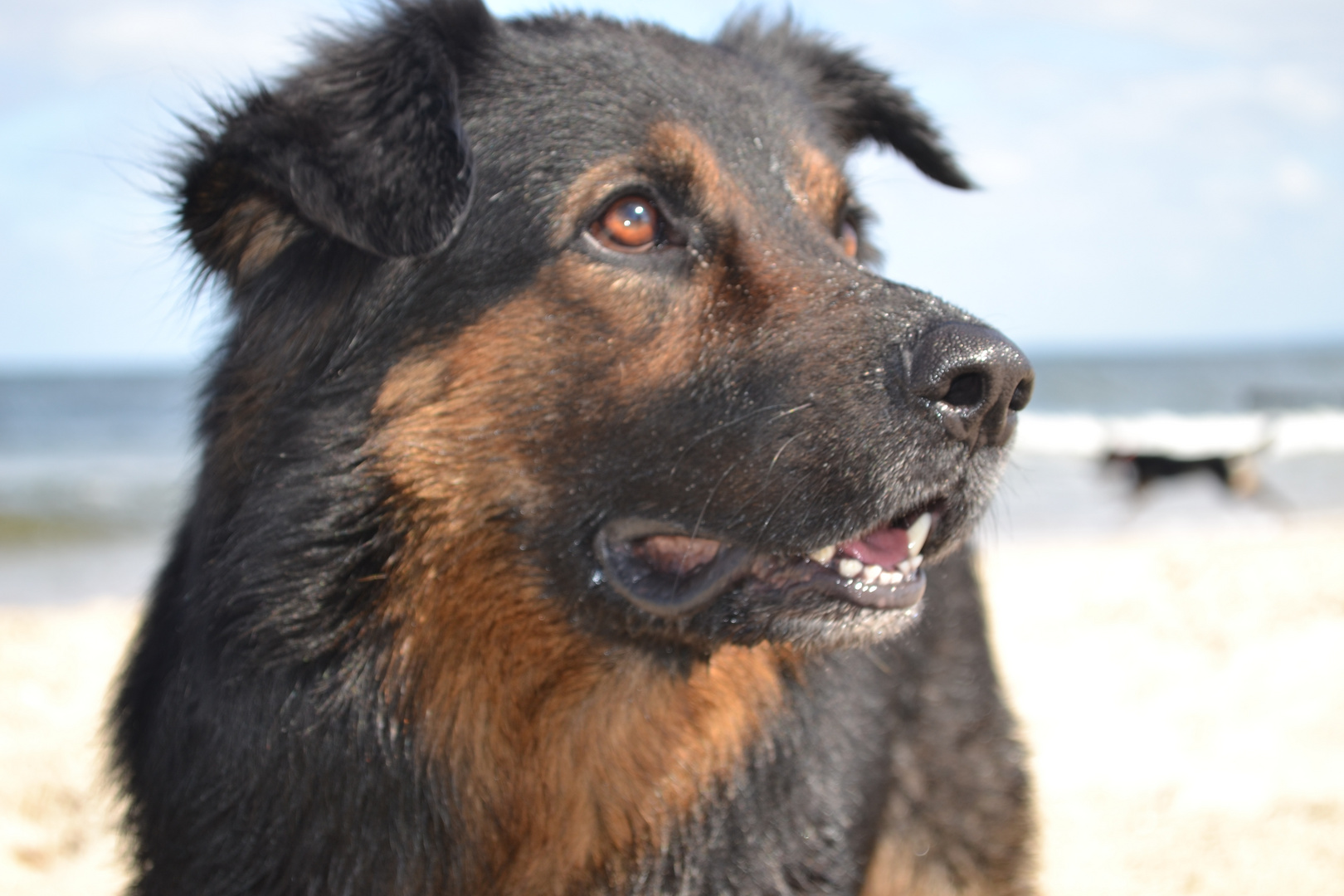 Odin on the beach