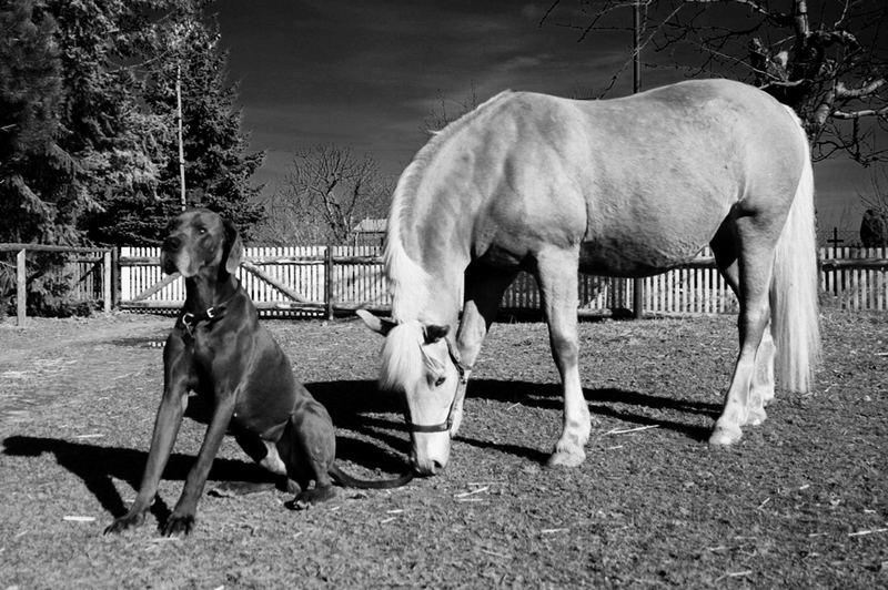 Odin und Tilly