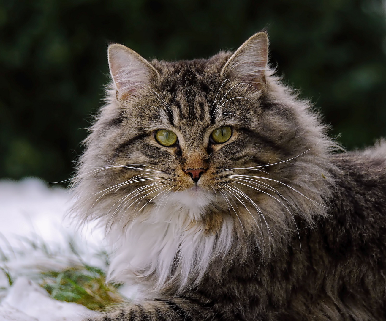 Odin unser heutiger Geburtstags - Kater