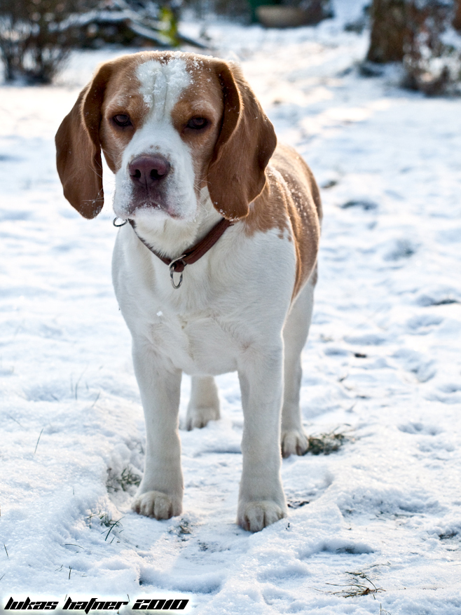 Odin's erster Schnee