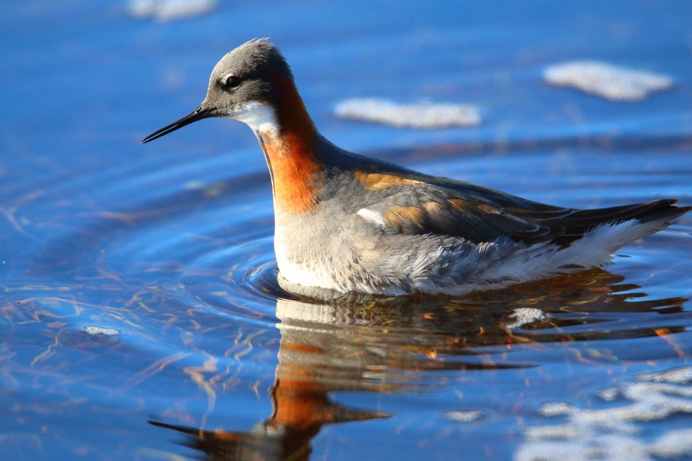 Odinshühnchen Foto & Bild natur, norwegen, tiere Bilder auf