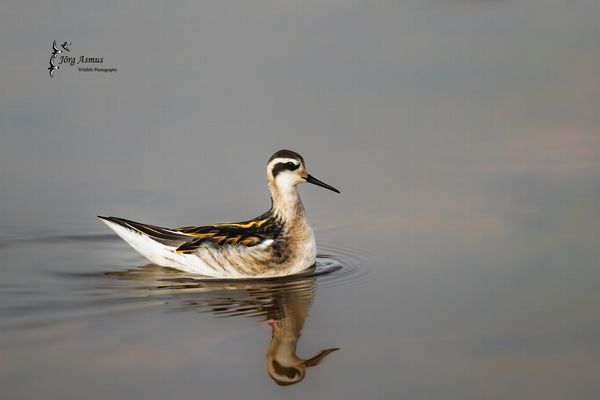 Odinshühnchen // Öland