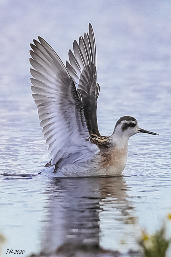 Odinshühnchen (Phalaropus lobatus)